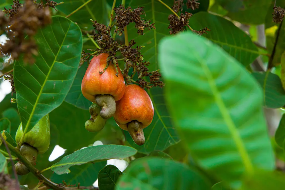 imagem de dois cajus em close-up representando o maior cajueiro do mundo