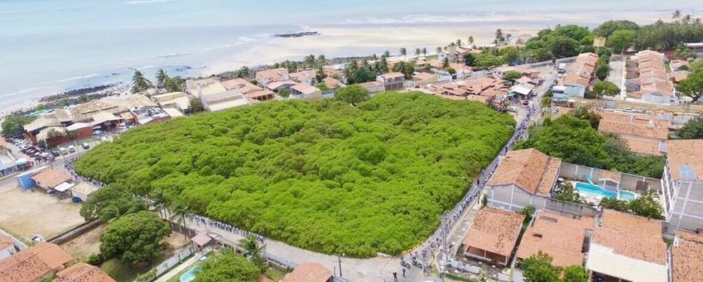 Imagem aérea do maior cajueiro do mundo, em Natal